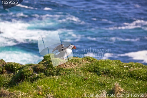 Image of Atlantic Puffin spreading wings