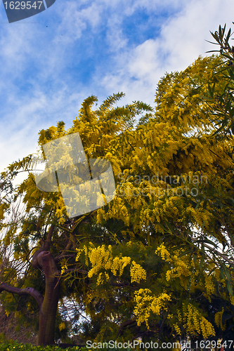 Image of flowering of a mimosa tree