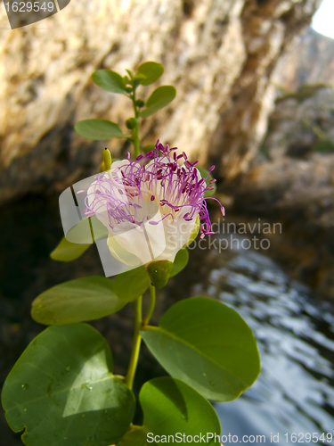 Image of flower of the caper