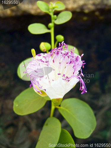 Image of flower of the caper