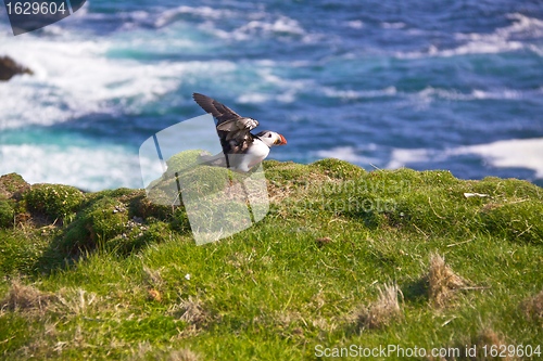 Image of Puffin flapping wings