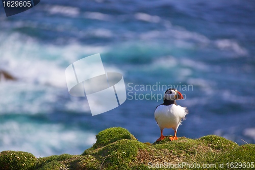 Image of Puffin on a lookout