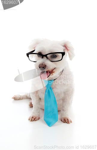 Image of Pet dog wearing a tie and glasses