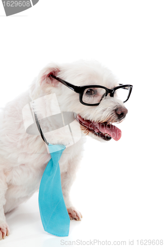 Image of Business educated dog