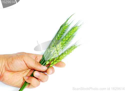 Image of Wheat ears in hand