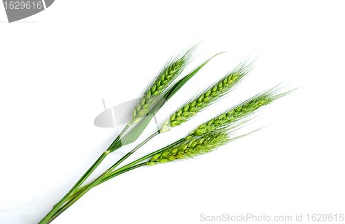 Image of Green wheat ears
