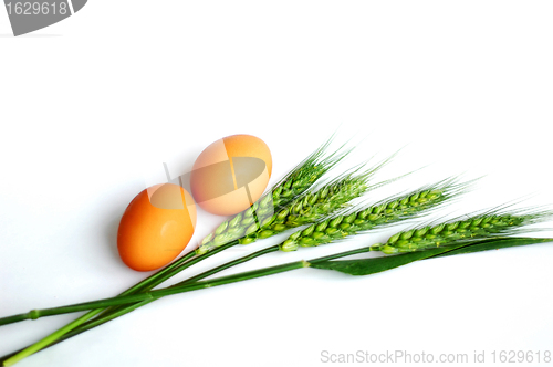 Image of Green wheat ears and eggs