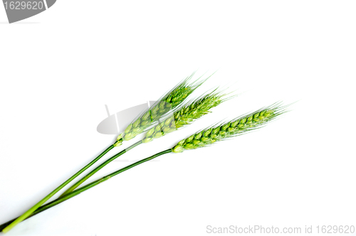 Image of Green wheat ears