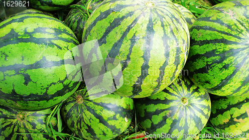 Image of Watermelon