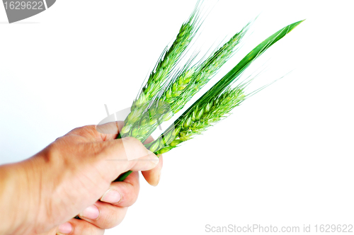 Image of Wheat ears in hand