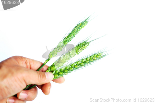 Image of Wheat ears in hand