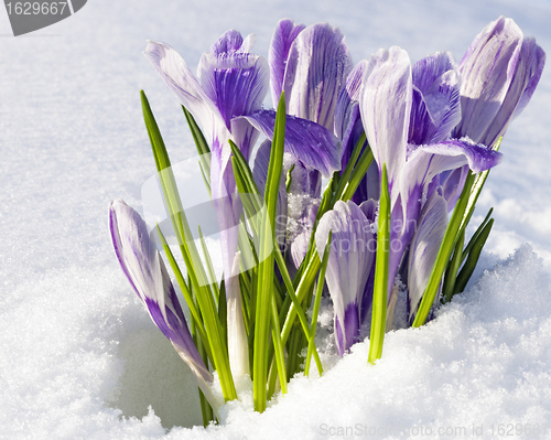 Image of Crocus vernus Pickwick