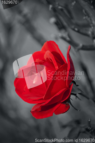 Image of Red Rose