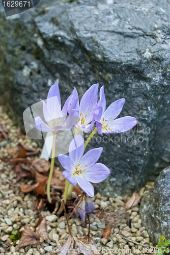 Image of Crocus