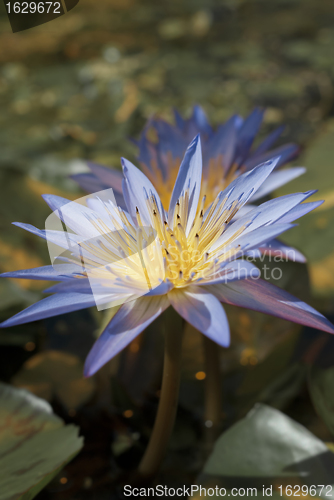 Image of Tropical Water Lily