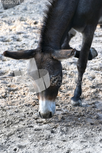 Image of Donkey