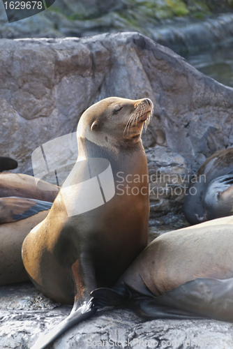 Image of Sea Lion