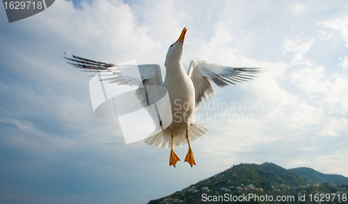 Image of Seagull flying over blue sky 