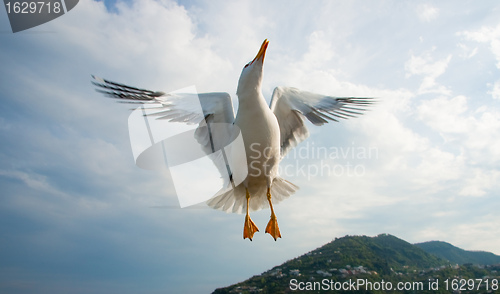 Image of Seagull flying over blue sky 