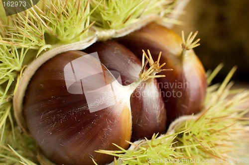 Image of chestnut