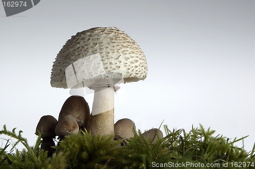 Image of mushroom