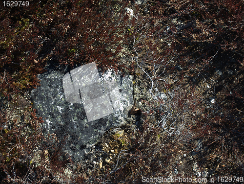 Image of Lichens on rock