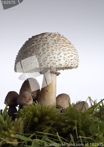 Image of mushroom