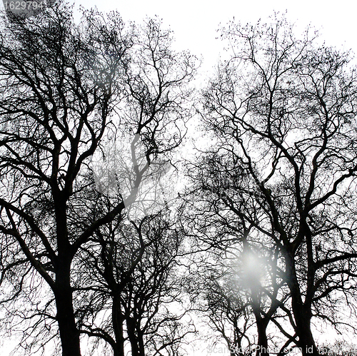 Image of Branches of a tree without leaves in spring