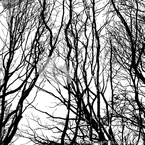 Image of Bare wintry trees