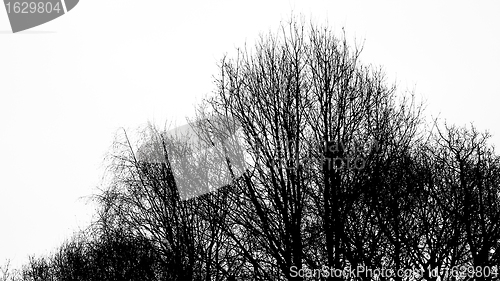 Image of Silhouette of an ancient tree