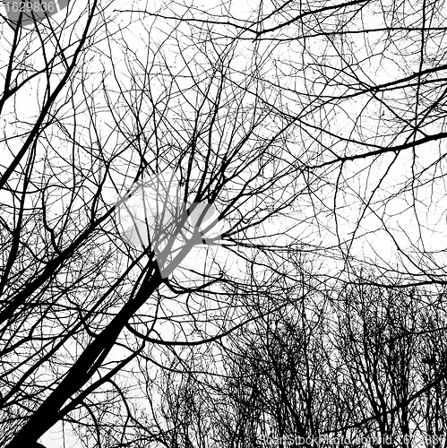 Image of Winter trees without leaves