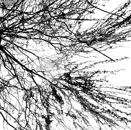 Image of Branches of a tree without leaves