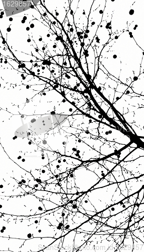 Image of Black and white tree, abstract nature