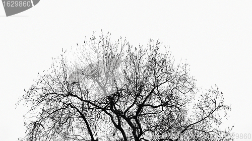 Image of Tree without leaves, abstract nature