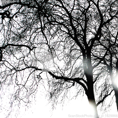 Image of Sun rays coming through winter tree