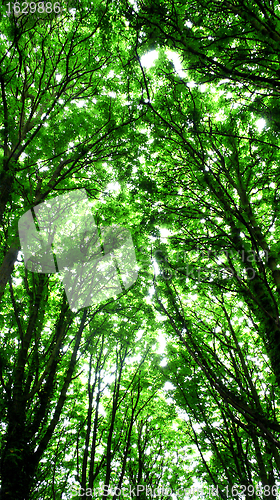 Image of Sun rays coming through tall trees in forest