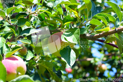 Image of ripe apples