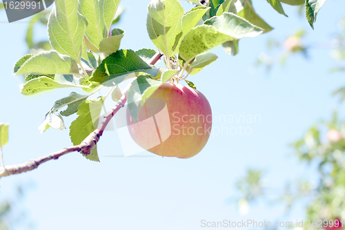 Image of ripe apples