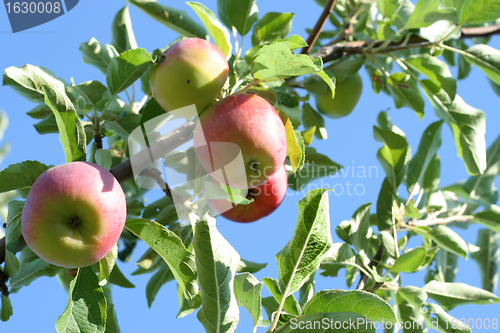 Image of ripe apples