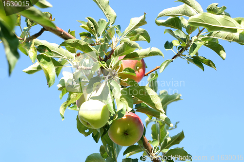 Image of ripe apples