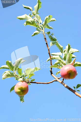 Image of ripe apples