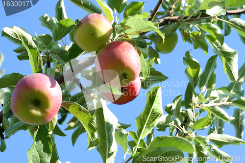 Image of ripe apples