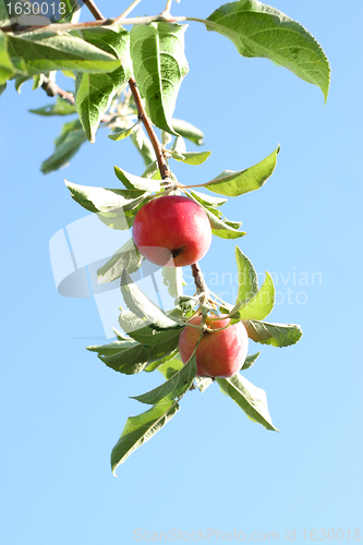 Image of ripe apples