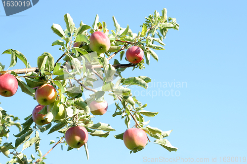 Image of ripe apples