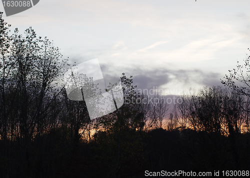 Image of Forest at dusk in winter