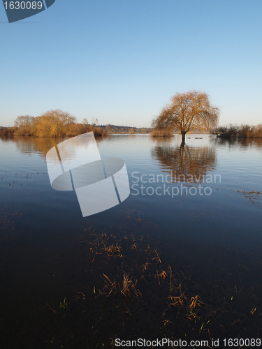 Image of Trees reflections at dawn, during a winter river flood.