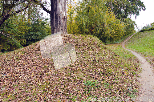 Image of park in autumn. old tree grow on hill fall leaf 