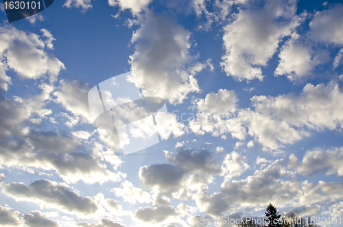 Image of background of spring sky sunlit sun and tree top 