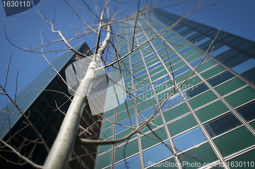 Image of Leafless tree in front office buidings