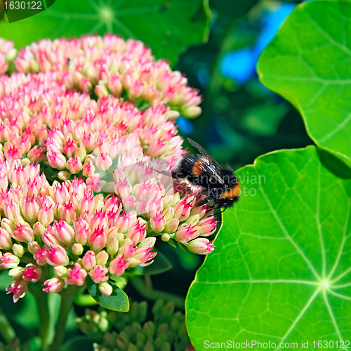 Image of hornet on autumn flowerses